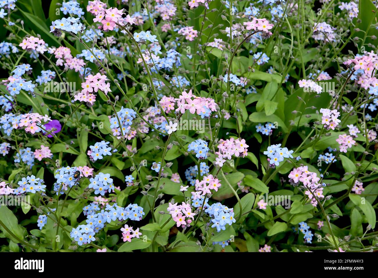 Myosotis alpestris ‘Rosa’ rosa alpina Forget-me-not Myosotis sylvatica ‘Blu’ blu legno Forget-me-nots maggio, Inghilterra, Regno Unito Foto Stock