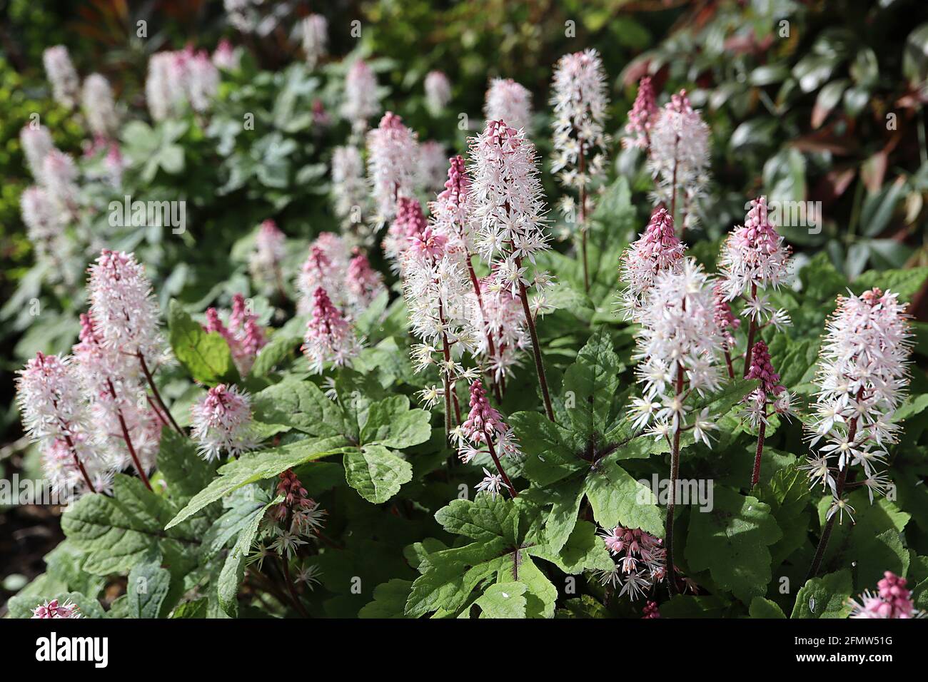 Tiarella ‘Wherryi’ foam flower Wherryi - punte di fiori bianchi a forma di stella e foglie profondamente lobate, maggio, Inghilterra, Regno Unito Foto Stock