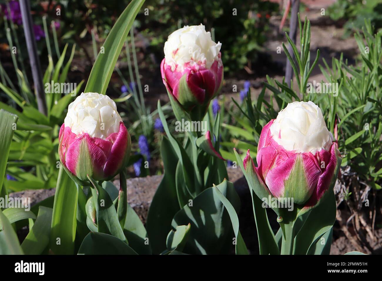 Tulipa ‘Ice Cream’ Double Late 11 Ice Cream Tulip – Peony forma fiori panna doppi pallidi in cima ai petali rosa profondi con striscia centrale verde, maggio, Regno Unito Foto Stock