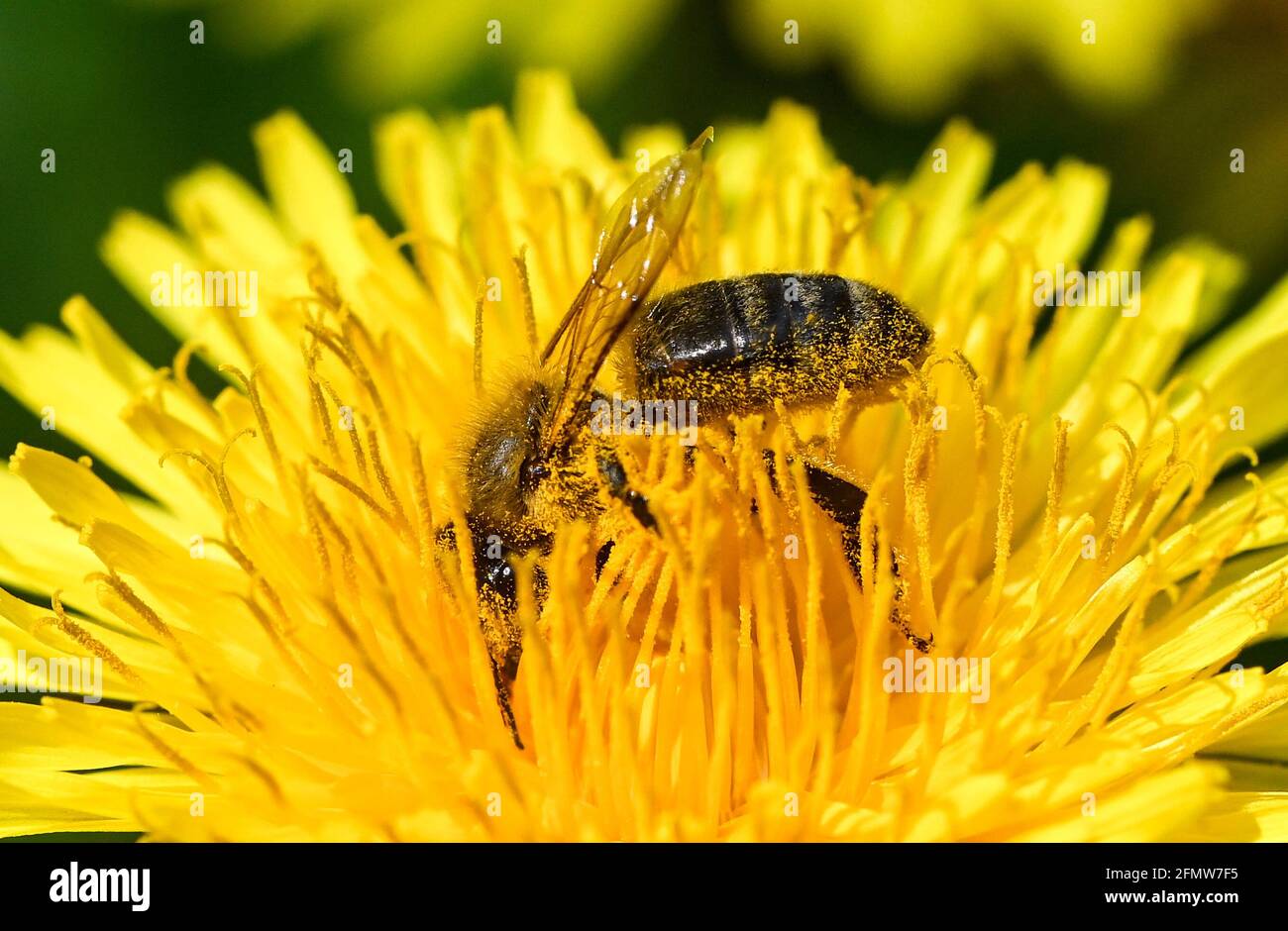 Berlino, Germania. 11 Maggio 2021. Un'ape piena di polline si tuffa in profondità nel fiore di un dente di leone in un prato. All'interno del fiore si trovano polline e nettare, che servono da cibo per le api. Una volta raccolto, il polline si attacca al cappotto dell'ape per trasportare le spore maschili alle piante femminili. Credit: Jens Kalaene/dpa-Zentralbild/ZB/dpa/Alamy Live News Foto Stock