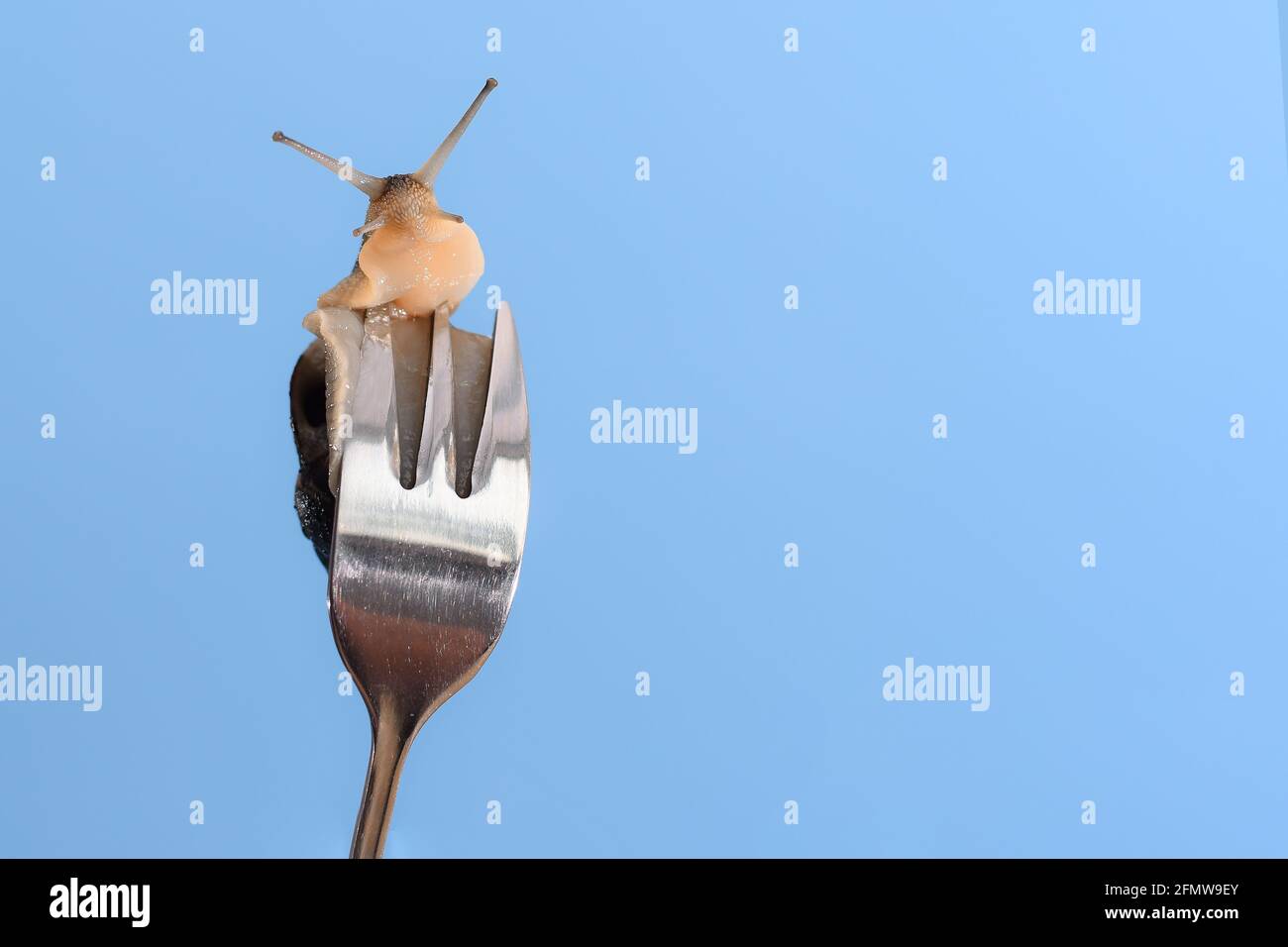 Una lumaca su una forcella. Spazio di copia per il testo Foto Stock