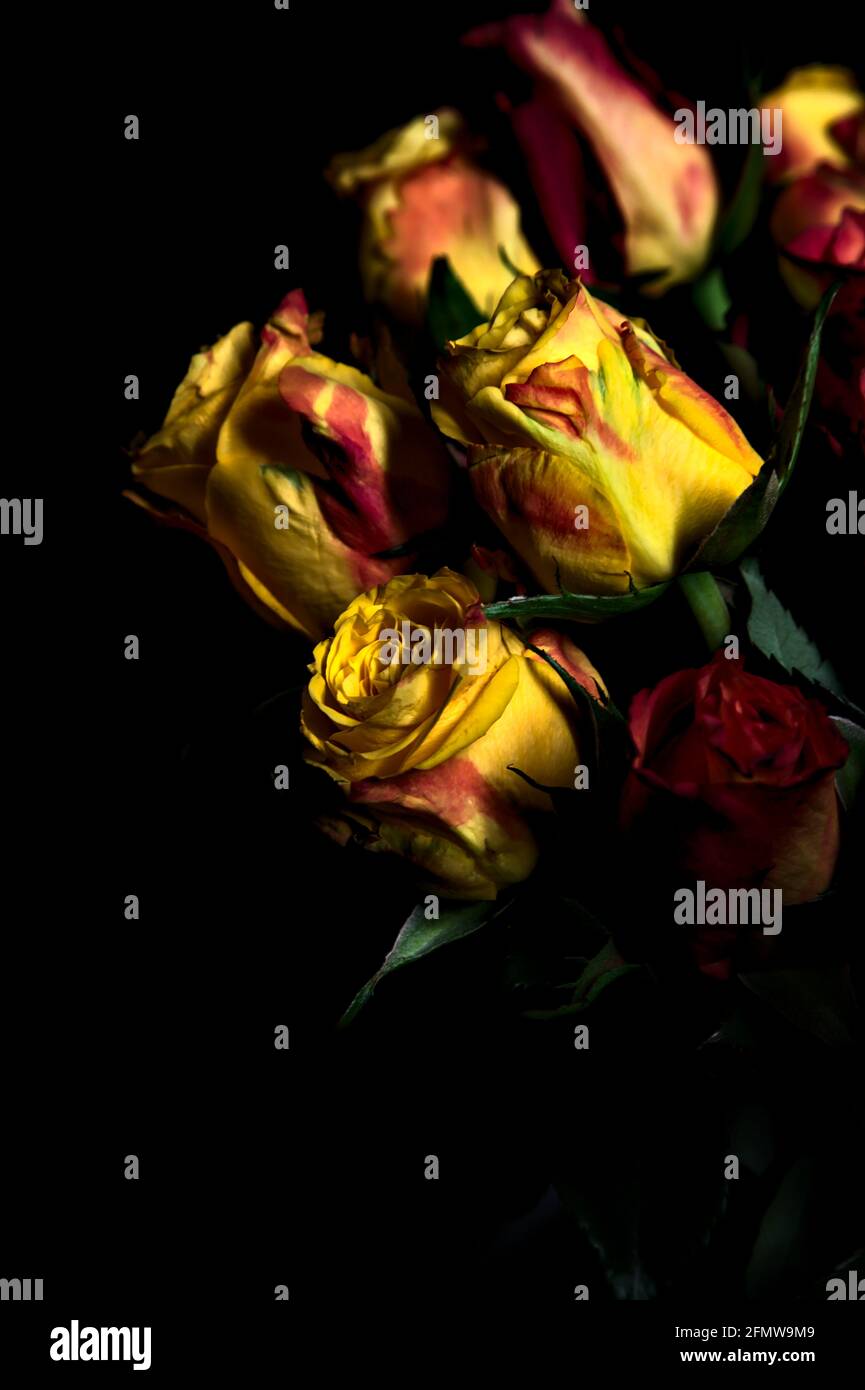 Bouquet di rose gialle e rosse su sfondo nero Foto Stock