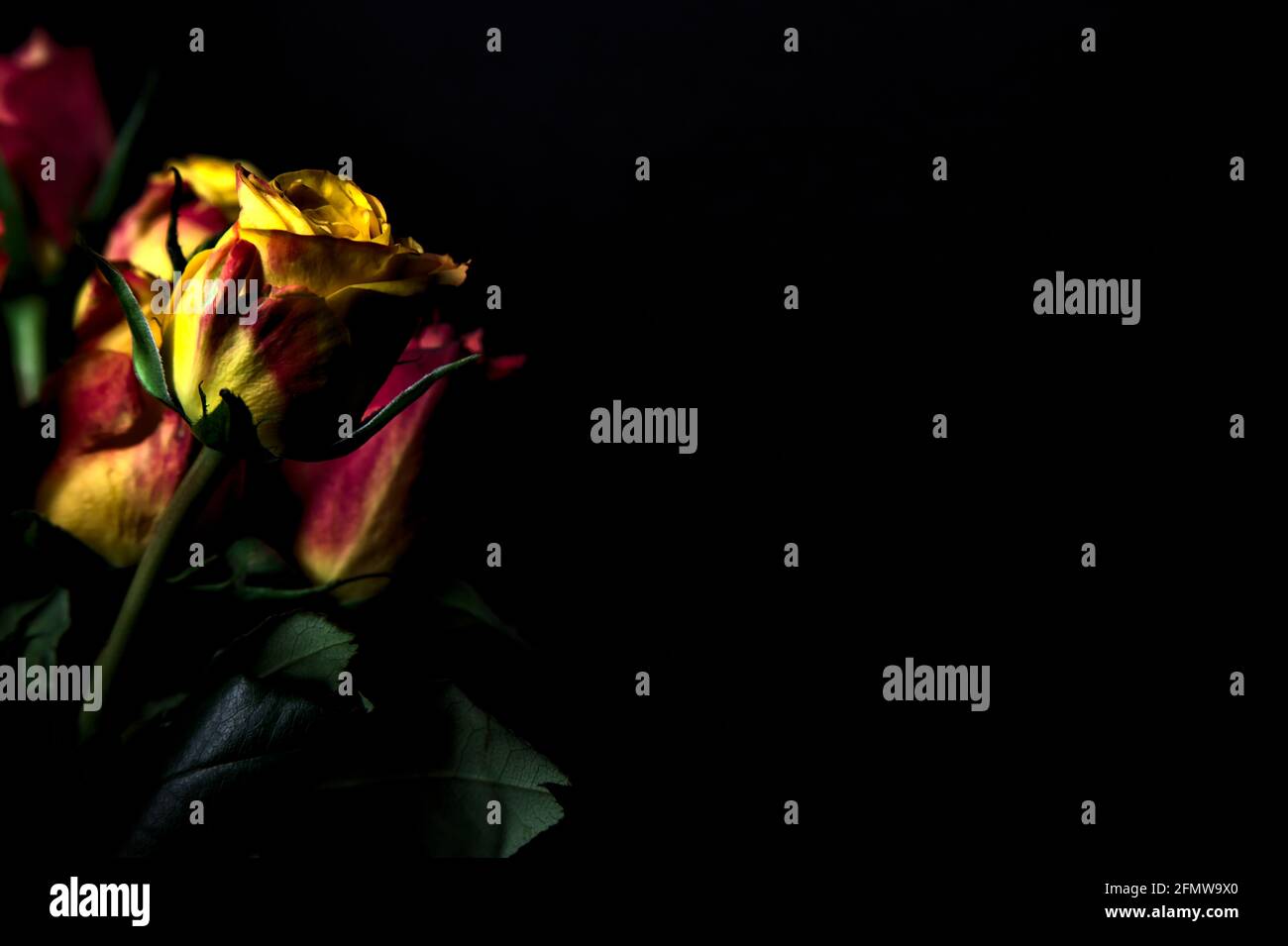 Bouquet di rose gialle e rosse su sfondo nero Foto Stock
