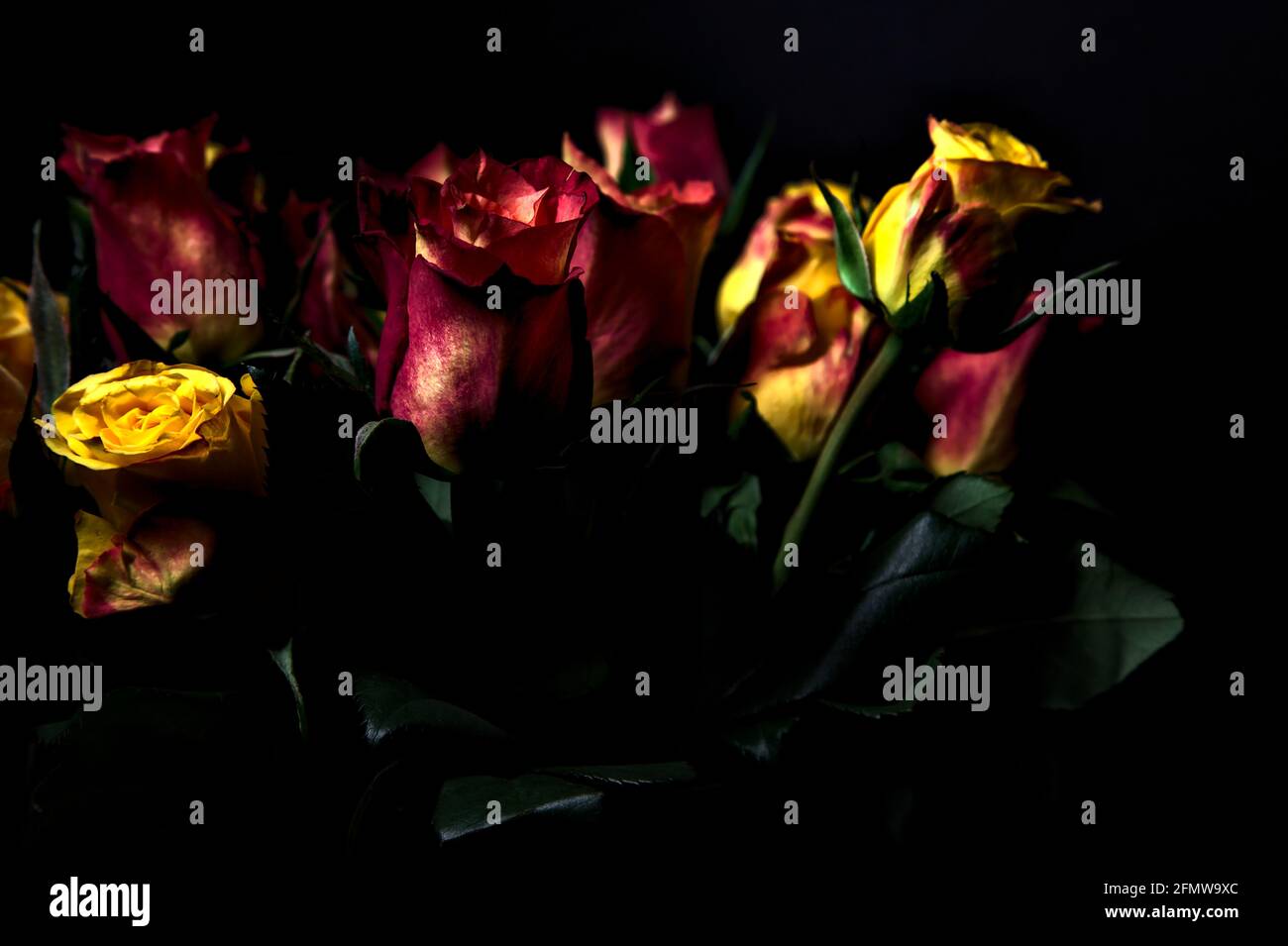 Bouquet di rose gialle e rosse su sfondo nero Foto Stock