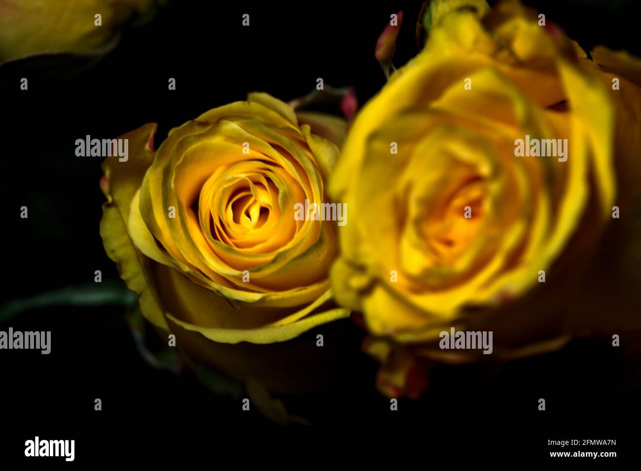Bouquet di rose gialle e rosse su sfondo nero Foto Stock