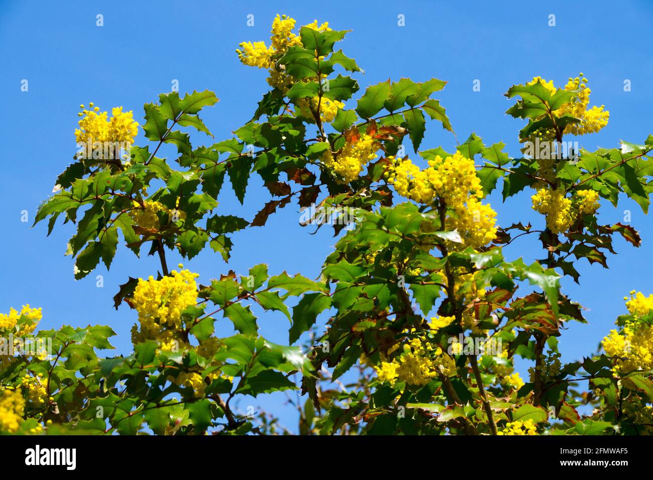 Oregon uva Mahonia aquifolium Apollo arbusto fiorito Foto Stock
