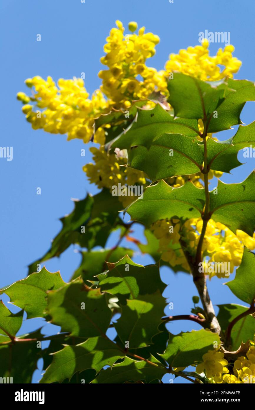 Arbusto in fiore Fiori gialli uva Oregon Mahonia aquifolium Mahonia Apollo Foto Stock