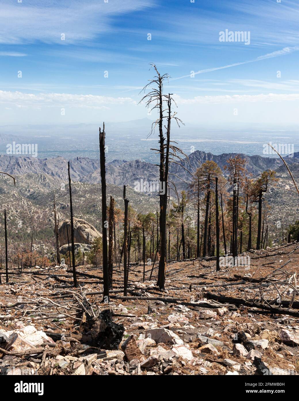 Alberi bruciati in una foresta decimata sulla cima del Monte Lemmon, Santa Catalina Mountains, vicino a Tucson (in lontananza), Arizona. Foto Stock