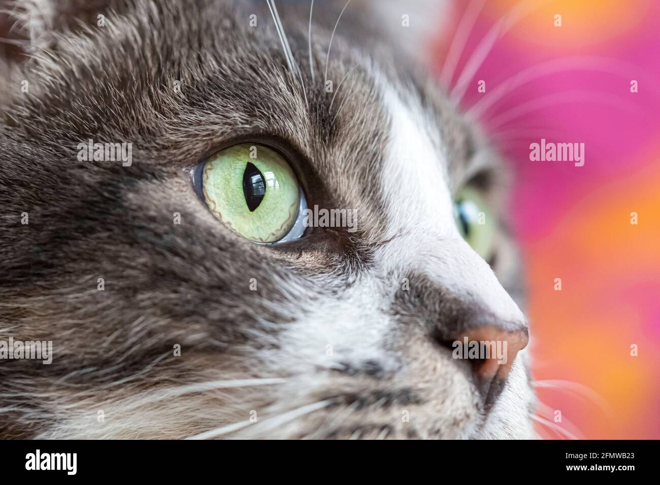 Primo piano di gatto con occhi verdi, Shorthair domestico, a strisce grigio e gatto tabby bianco. Foto Stock