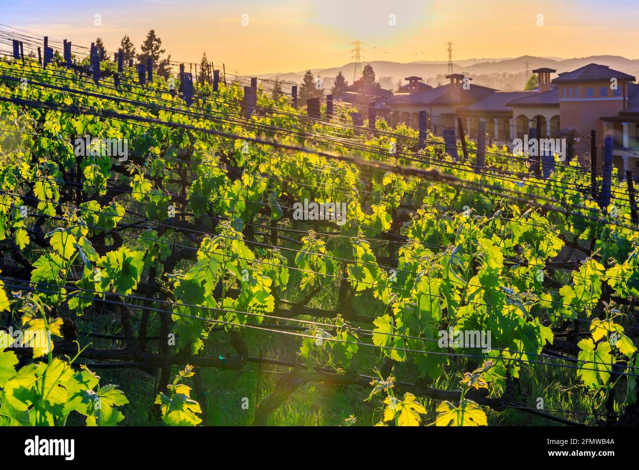 Vista ravvicinata delle vigne al tramonto in un vigneto in primavera nella Napa Valley, California, USA Foto Stock