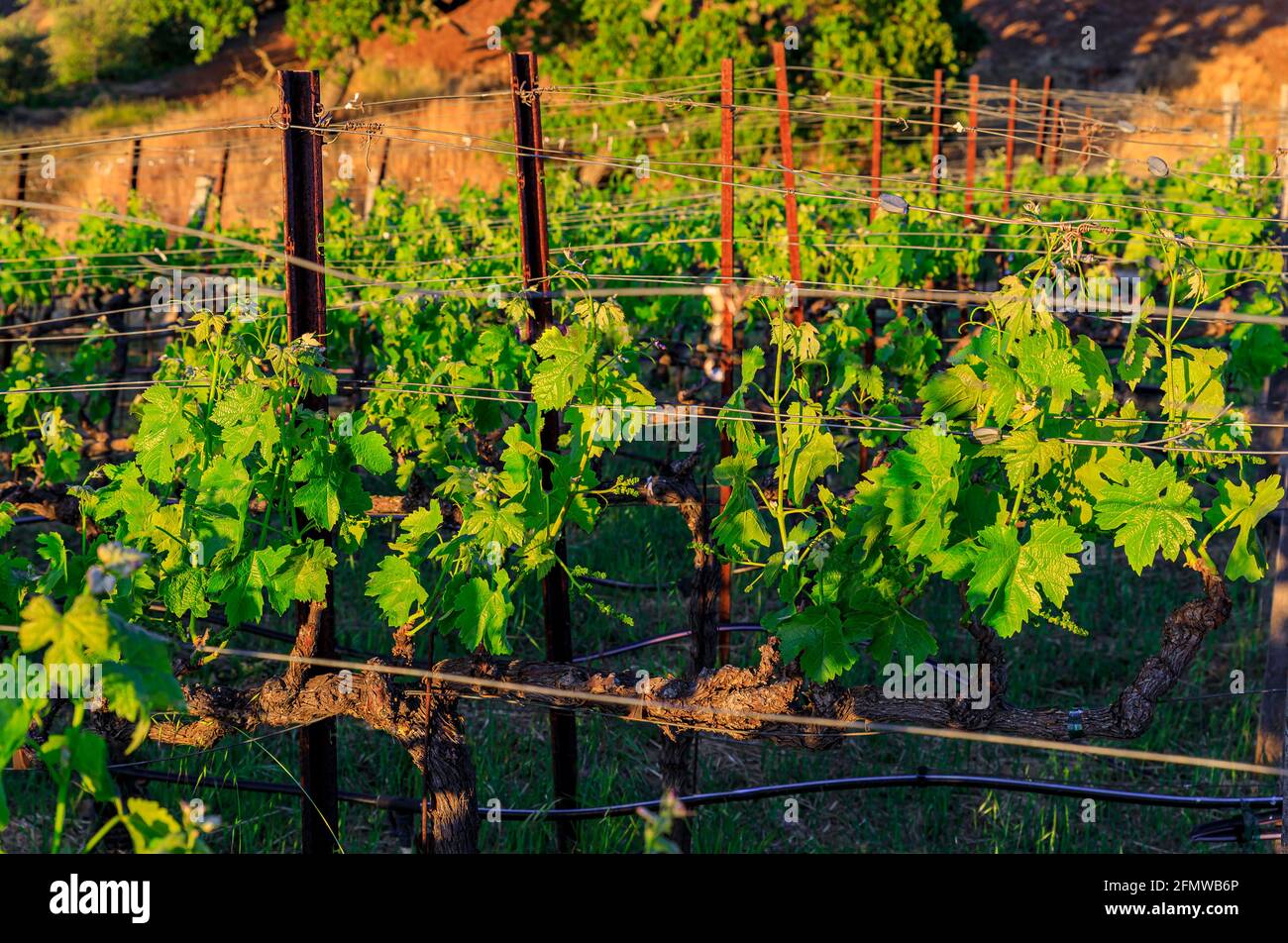 Vista ravvicinata delle vigne al tramonto in un vigneto in primavera nella Napa Valley, California, USA Foto Stock