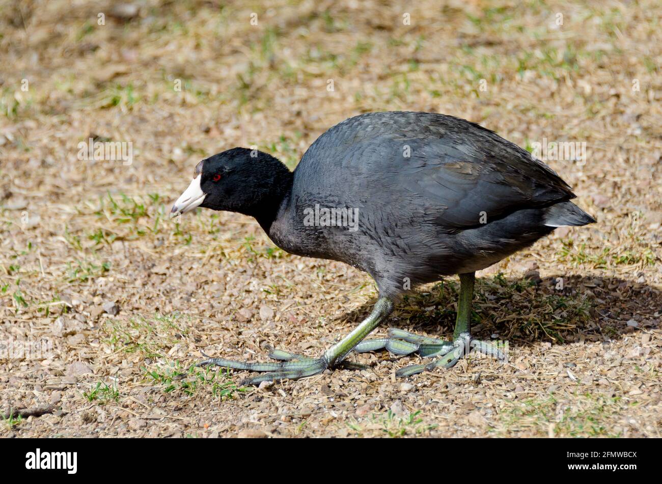 Uccello strano con i piedi verde luminoso al lago Patagonia, Arizona Foto Stock