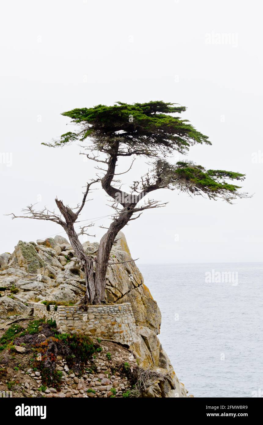 Lone Cypress, storico cipresso di Monterey a Pebble Beach, California Foto Stock