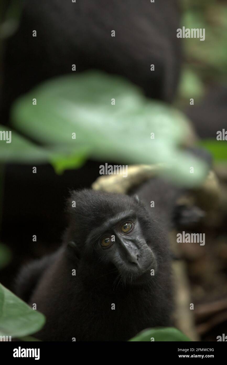 Un macaco crestato (Macaca nigra) giovanile sta guardando curiosamente in obiettivo fotocamera come è seduto sul terreno forestale a Tangkoko, Sulawesi Nord, Indonesia. Il riposo è una delle cinque classi di attività di macaco crestato identificate da Timothy o'Brien e Margaret Kinnaird in un documento di ricerca pubblicato per la prima volta nell'International Journal of Primatology nel gennaio 1997. Quando si riposa, un macaco crested è seduto o sdraiato, "ma non impegnato in attività sociali, e compreso autogrooming." Il primate endemico di Sulawesi trascorre il 19,5 per cento del loro tempo a riposo. Foto Stock