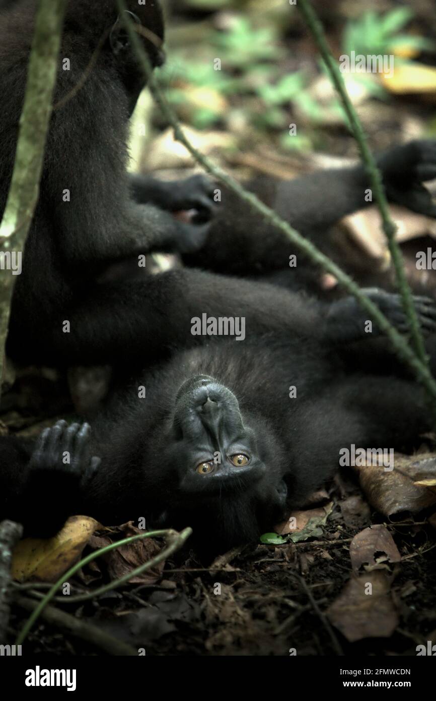 I macachi neri di Sulawesi (Macaca nigra) stanno avendo attività sociale mentre si trovano e si siedono sul pavimento della foresta nella riserva naturale di Tangkoko, Sulawesi settentrionale, Indonesia. Le femmine di questa specie endemica del Nord Sulawesi hanno interazioni affiliative (tra cui la cura del corpo) 2,5 volte all'ora e più del 60% di queste interazioni ha coinvolto il contatto con il corpo, secondo un team di scienziati primati guidati da Julie Dube nel loro documento di ricerca pubblicato su American Journal of Primatology. Foto Stock