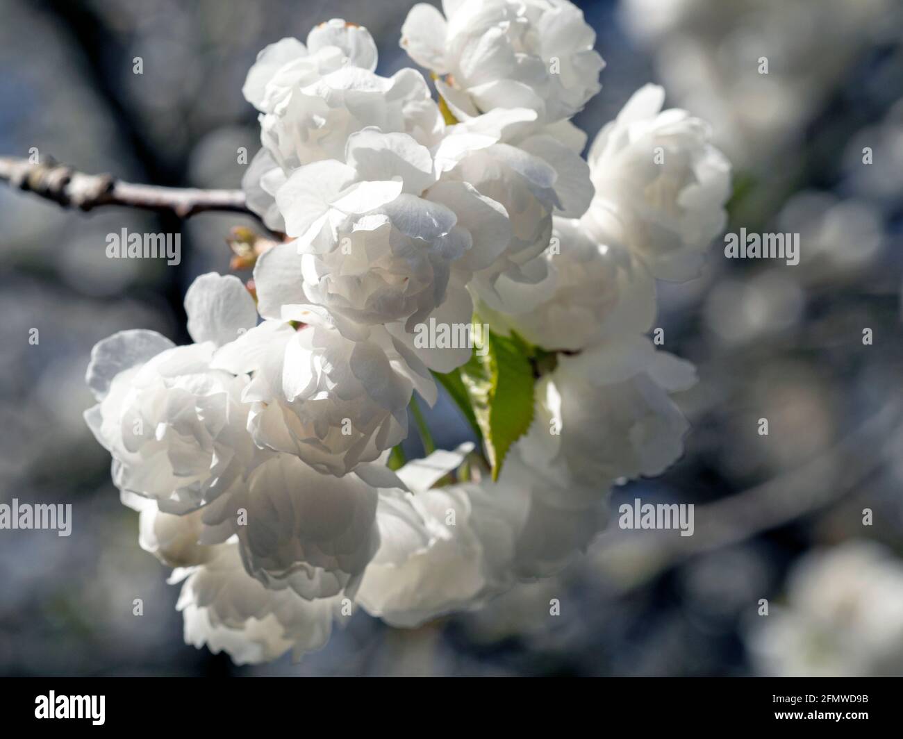 Splendido fiore bianco puro con messa a fuoco morbida Foto Stock