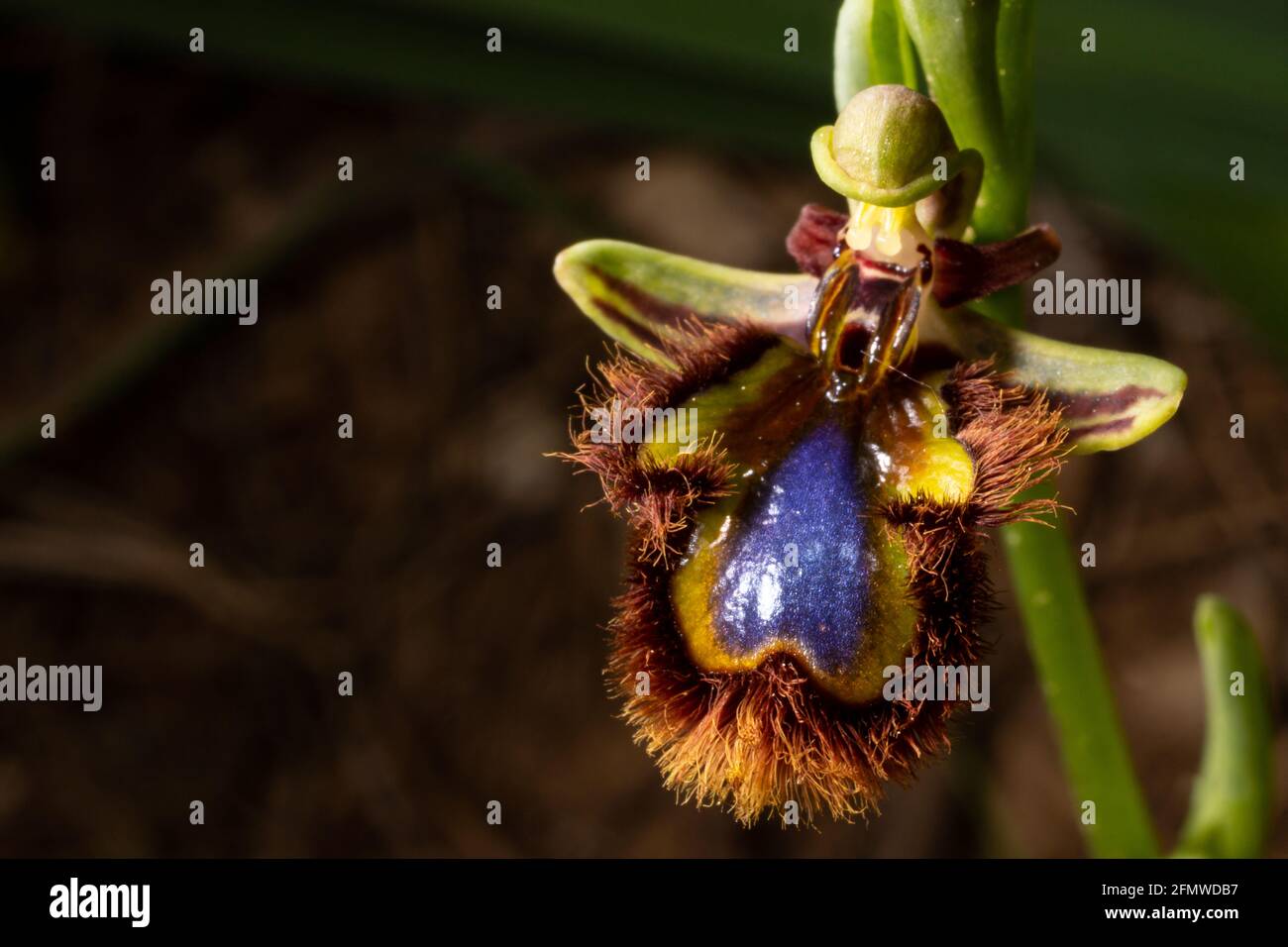 Fiore dello speculum di Ofrys, orchidea a specchio, con un bordo lucido blu  brillante, frangiato con i capelli rosso-bruno, imitando una vespa  femminile, a Maiorca, Spagna Foto stock - Alamy