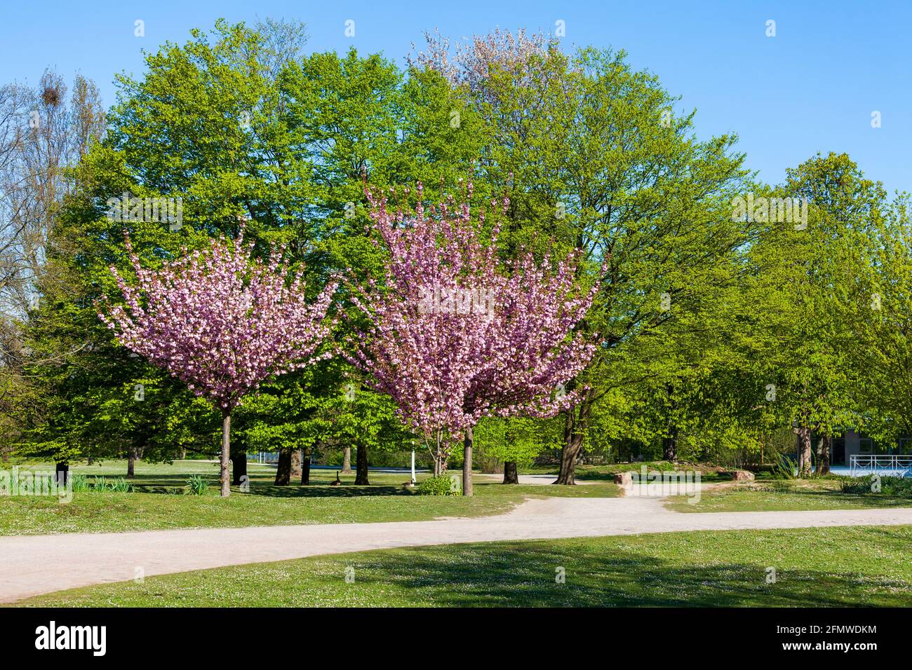 Due ciliegi rosa fioriti in un parco pubblico su una soleggiata mattina primaverile Foto Stock