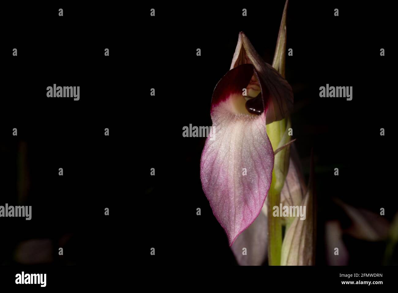 Fiore rosa e bianco di Serapias lingua, la lingua orchidea, fioritura in primavera su Maiorca, sfondo nero Foto Stock