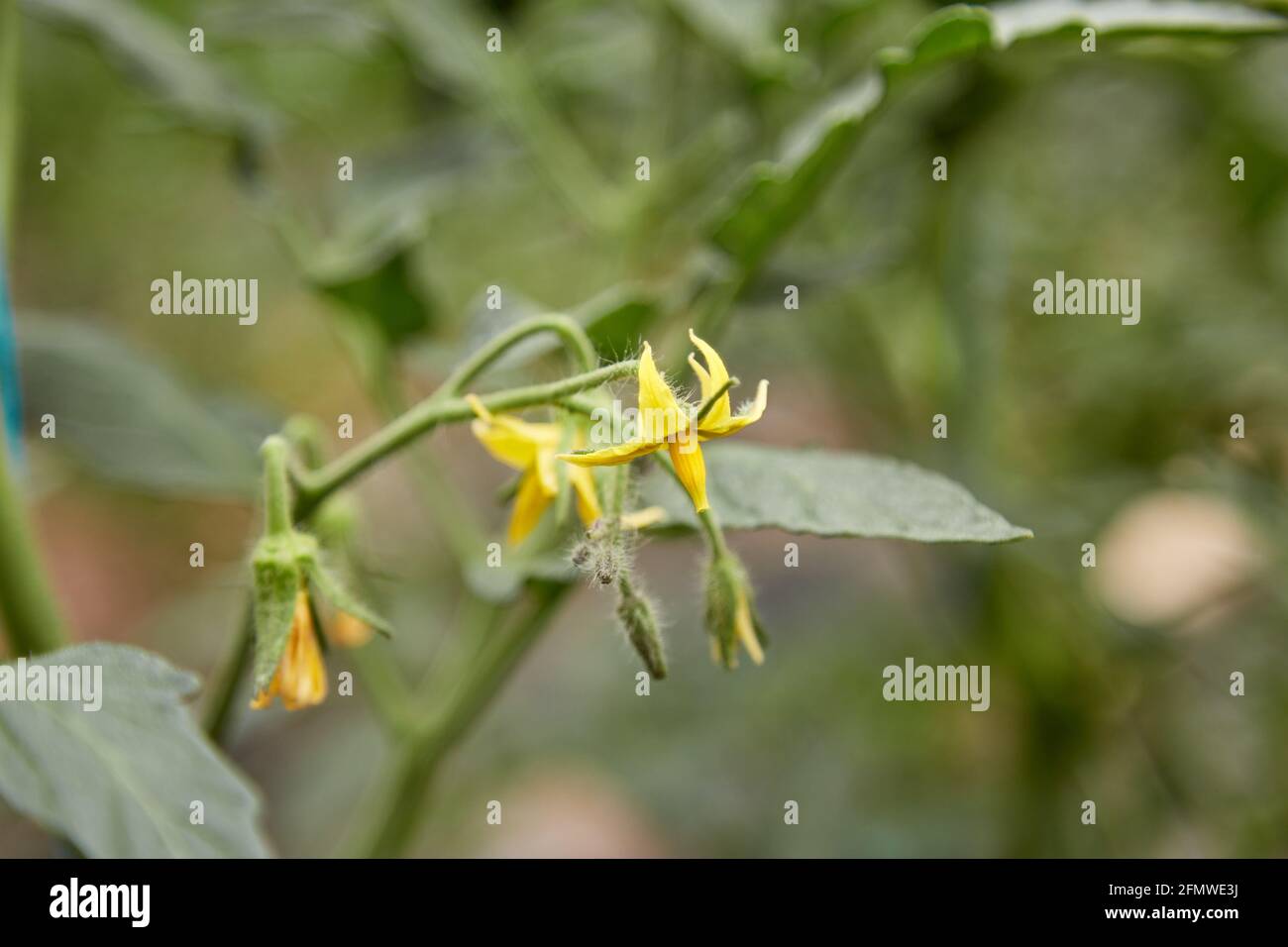 Giovane pianta di pomodoro coltivata in serra. Concetto di piante di casa di primavera. Spazio di copia Foto Stock