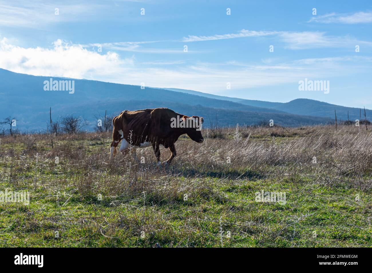 Le mucche pascolano in un prato. Ritratto di una mucca rossa su sfondo di erba verde, montagne blu. Allevamento di animali domestici destinati alla produzione di latte. Bestiame Foto Stock