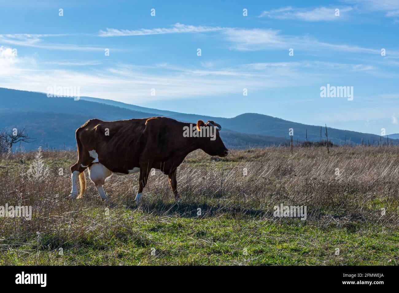 Le mucche pascolano in un prato. Ritratto di una mucca rossa su sfondo di erba verde, montagne blu. Allevamento di animali domestici destinati alla produzione di latte. Bestiame Foto Stock
