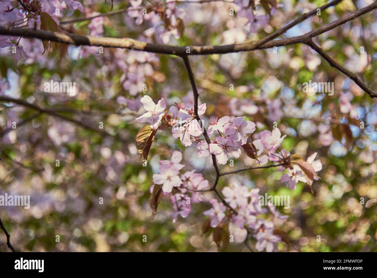 Delicati fiori di ciliegio rosa su sfondo sfocato. Spazio di copia per testo, disegno. Messa a fuoco selettiva. Foto Stock