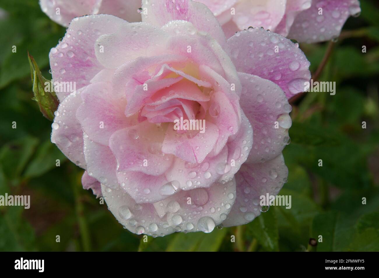 Rosa iceberg rose fiorire in un giardino di Melbourne, autunno 2021 Foto Stock