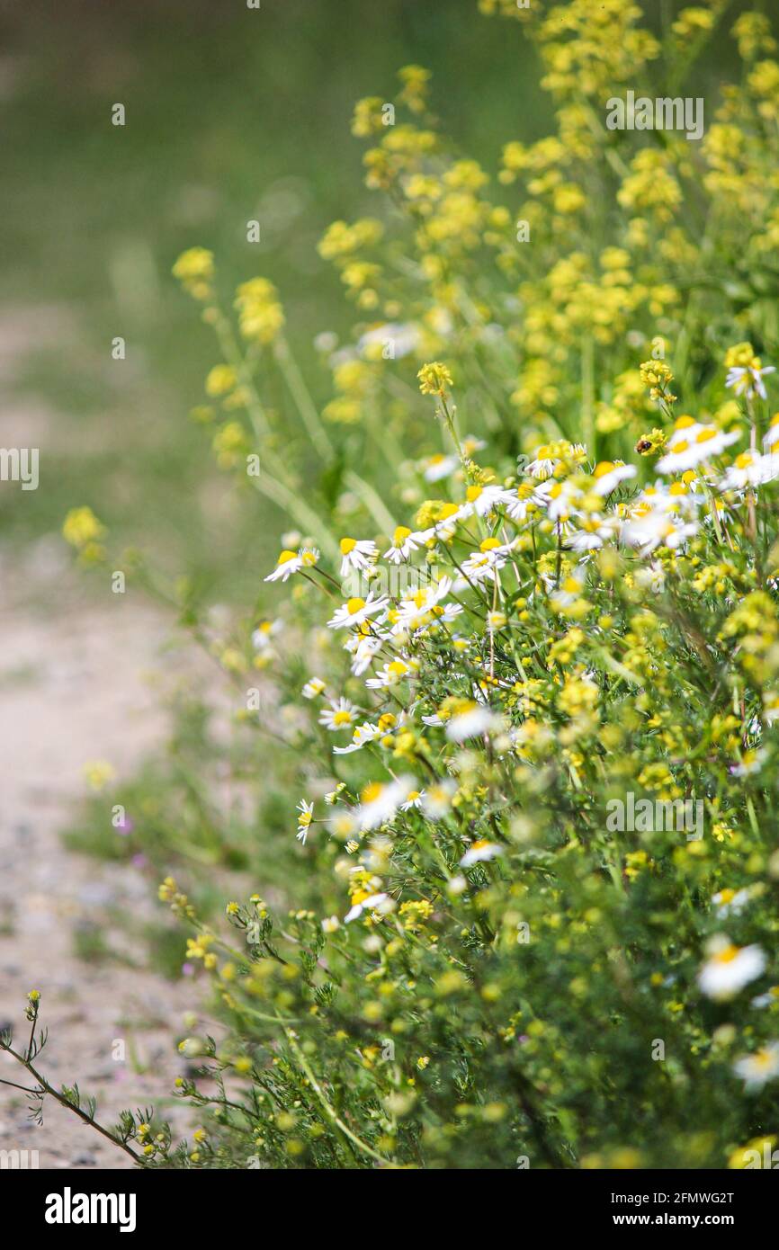 Cespugli di camomilla nel mese di maggio. Foto Stock