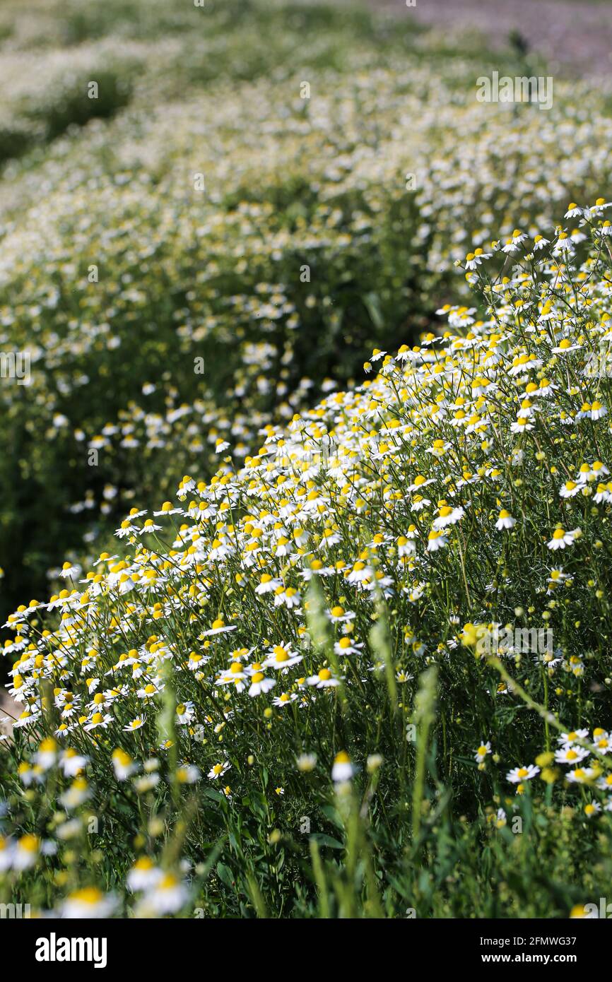 Cespugli di camomilla nel mese di maggio. Foto Stock