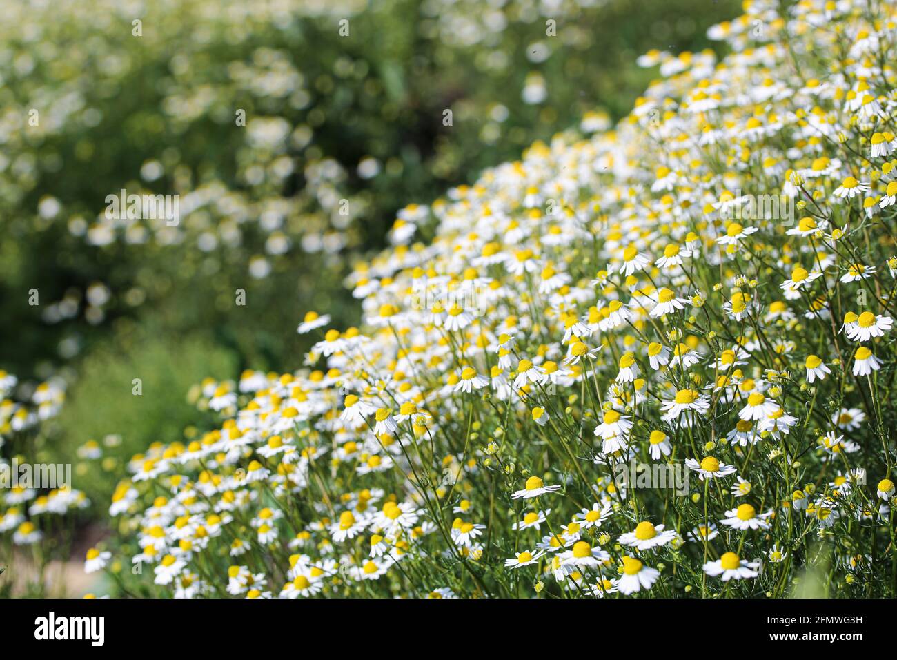 Cespugli di camomilla nel mese di maggio. Foto Stock