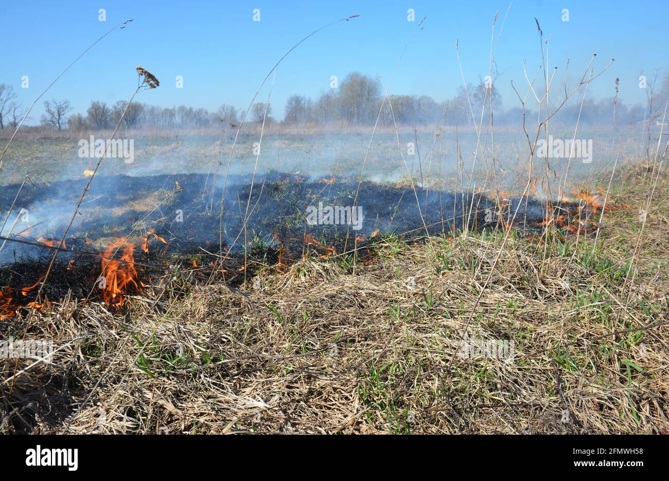 Erba secca al fuoco in primavera. Bruciare erba secca in primavera sta rapidamente diventando fuori controllo. Foto Stock