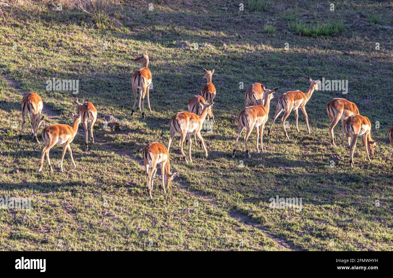 Lunghe ombre e antilopi che pascolano nel campo Foto Stock