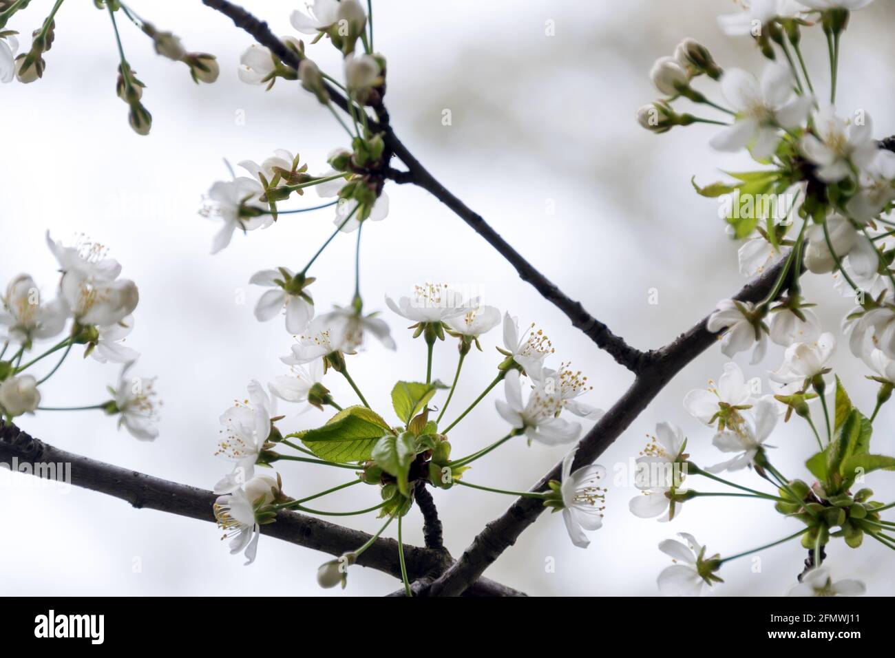Fioritura dei ciliegi in primavera con messa a fuoco morbida, stagione sakura, brunch in fiore, sfondo naturale primaverile. Foto Stock