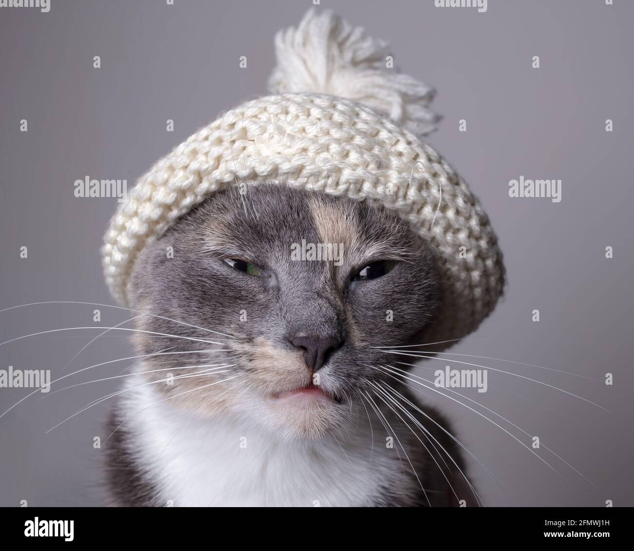 Il gatto sgranato in un cappello lavorato a maglia appare angoso con gli occhi stretti. Primo piano. Sfondo grigio. Foto Stock