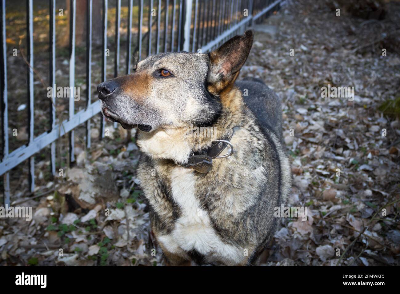 Grande ritratto di cane grigio all'aperto sullo sfondo di foglie cadute e hedge Foto Stock