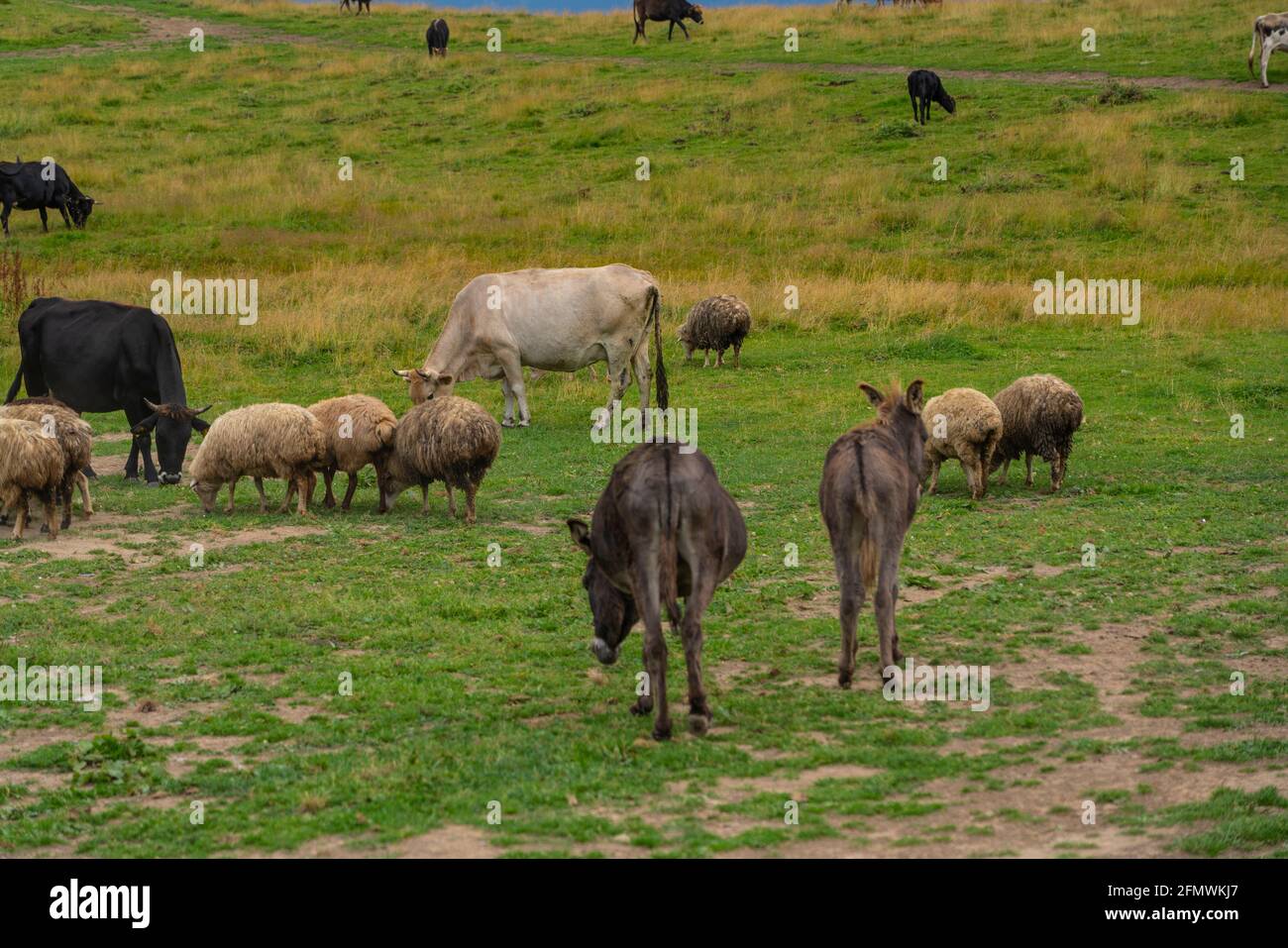Una mandria di asini che cammina su un prato verde Foto Stock