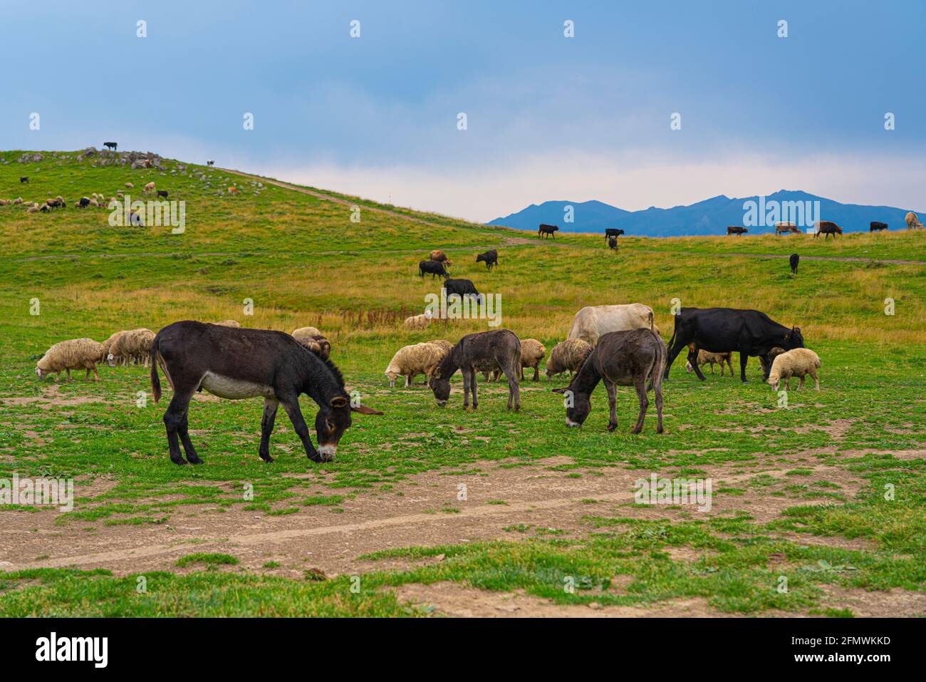 Una mandria di asini che cammina su un prato verde Foto Stock