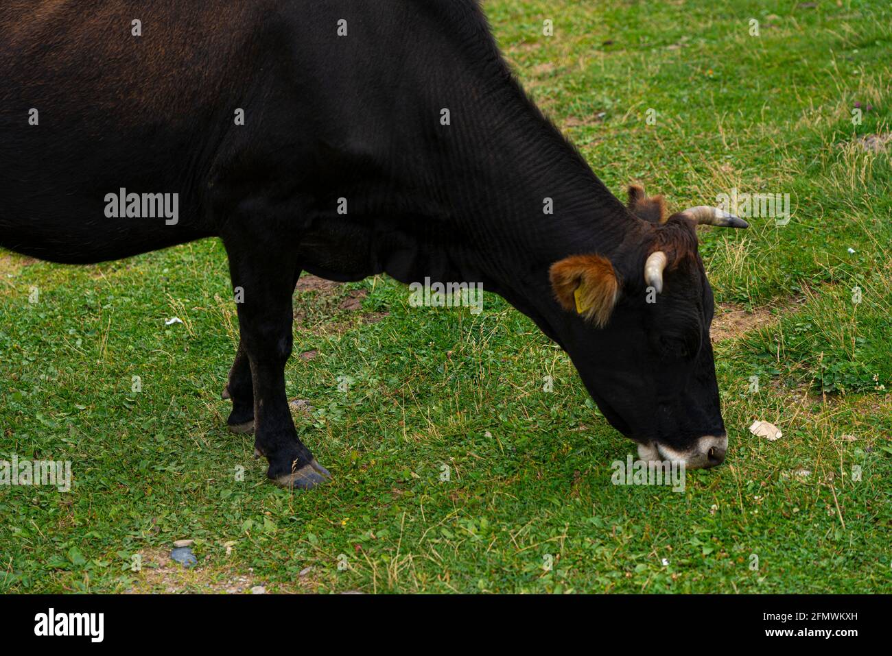 Mucca nera che mangia erba nel prato Foto Stock