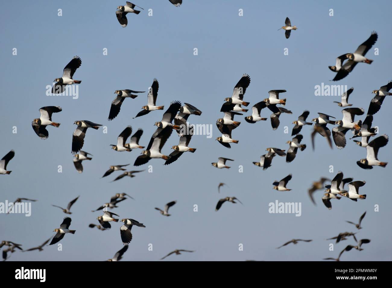 Pavoncella - Vanellus vanellus Foto Stock