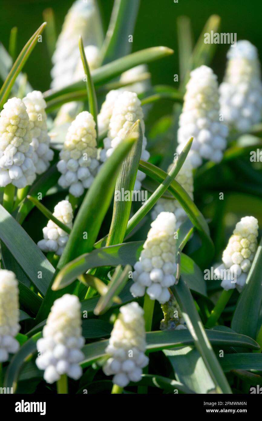 Giacinto d'uva Muscari Tiger Siberiana Foto Stock