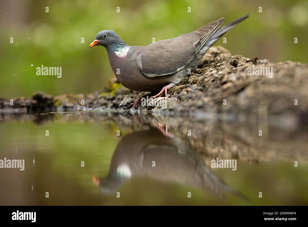 Piccione di legno comune in piedi a terra con riflessione in acqua Foto Stock