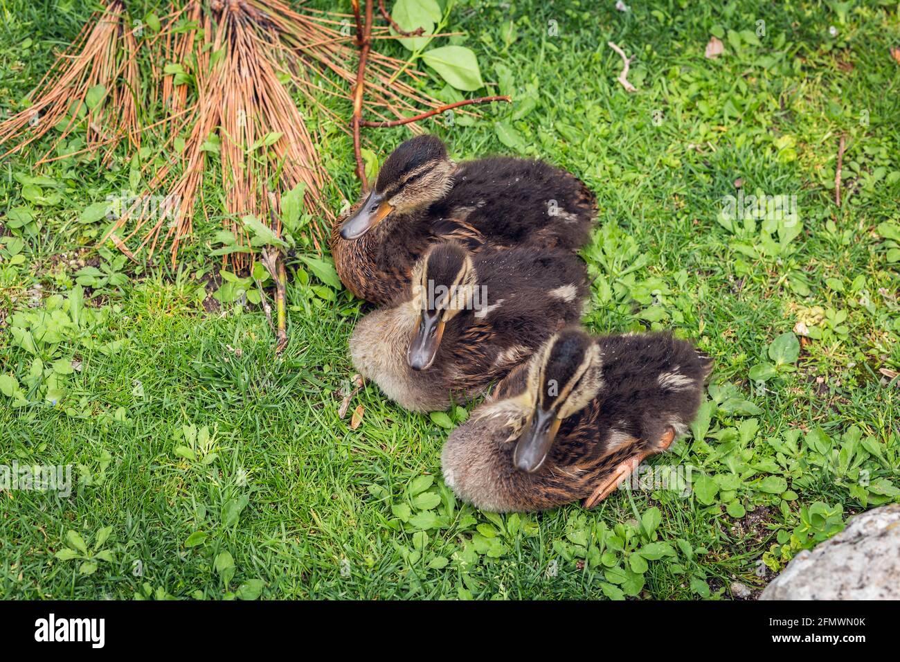 gruppo di anatroccoli che riposano nell'erba tutti insieme Foto Stock