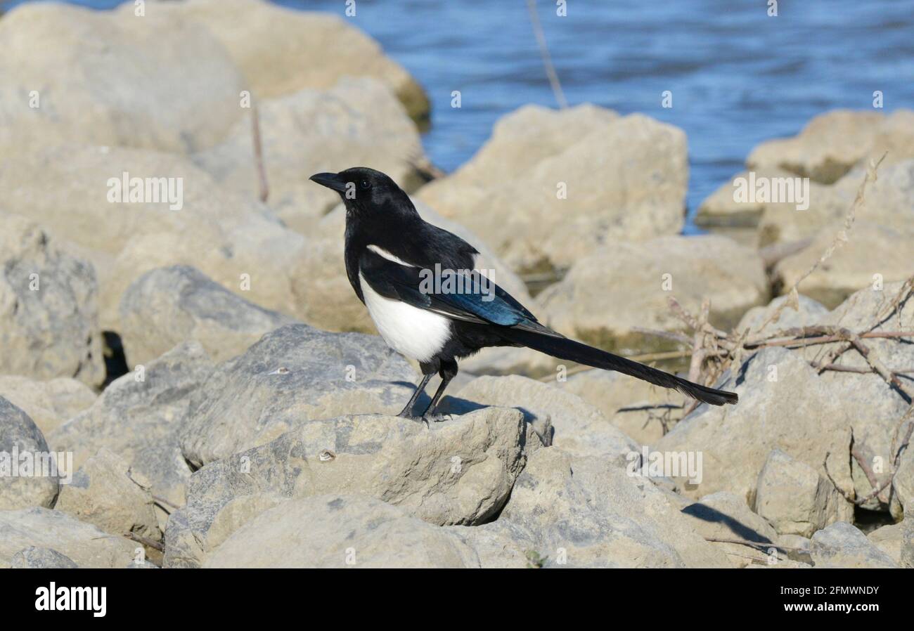 Magpie nero-fatturato o American Magpie - Pica hudsonia Foto Stock