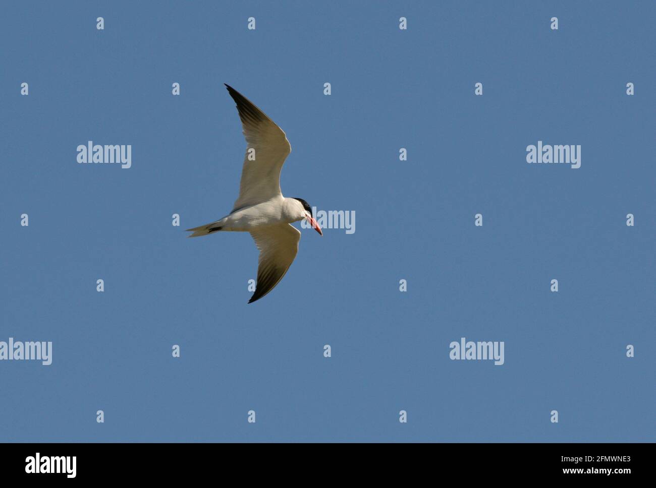 Caspian Tern - Hydroprogne caspia Foto Stock