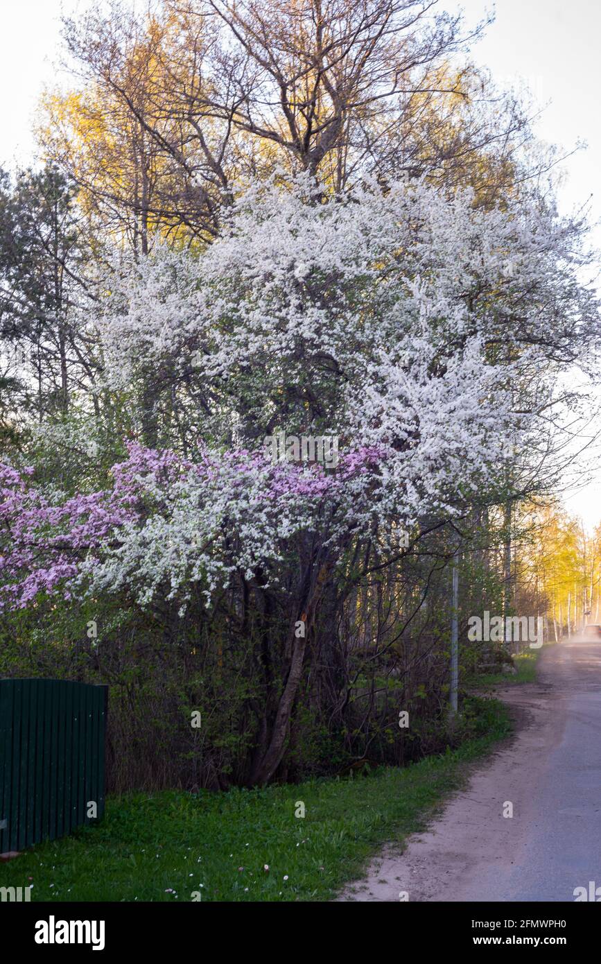 Albero di prugne in fiore in primavera con bianco su fiori rosa-viola accanto a una strada di campagna. Foto Stock