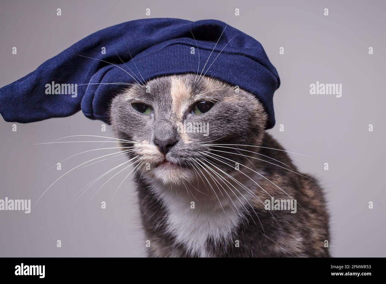 Gatto stanco, sgranato in un cappello lavorato a maglia guarda con uno squarciagola. Primo piano. Sfondo grigio. Foto Stock