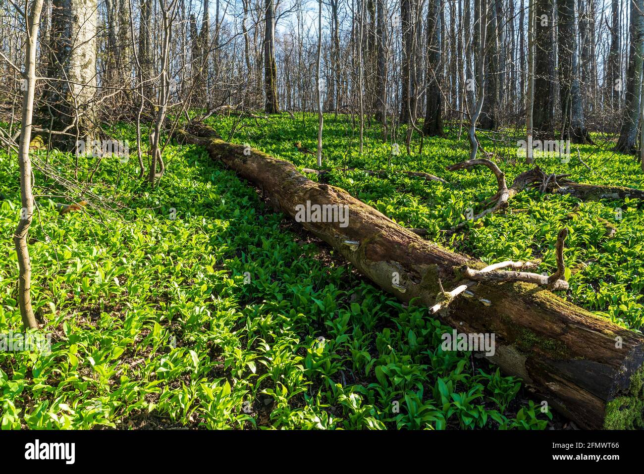 Foresta di montagna con piante di aglio selvatico che si celano Velka Javorina collina In Bile Karpaty montagne in Repubblica Ceca vicino frontiere con Slovacchia Foto Stock