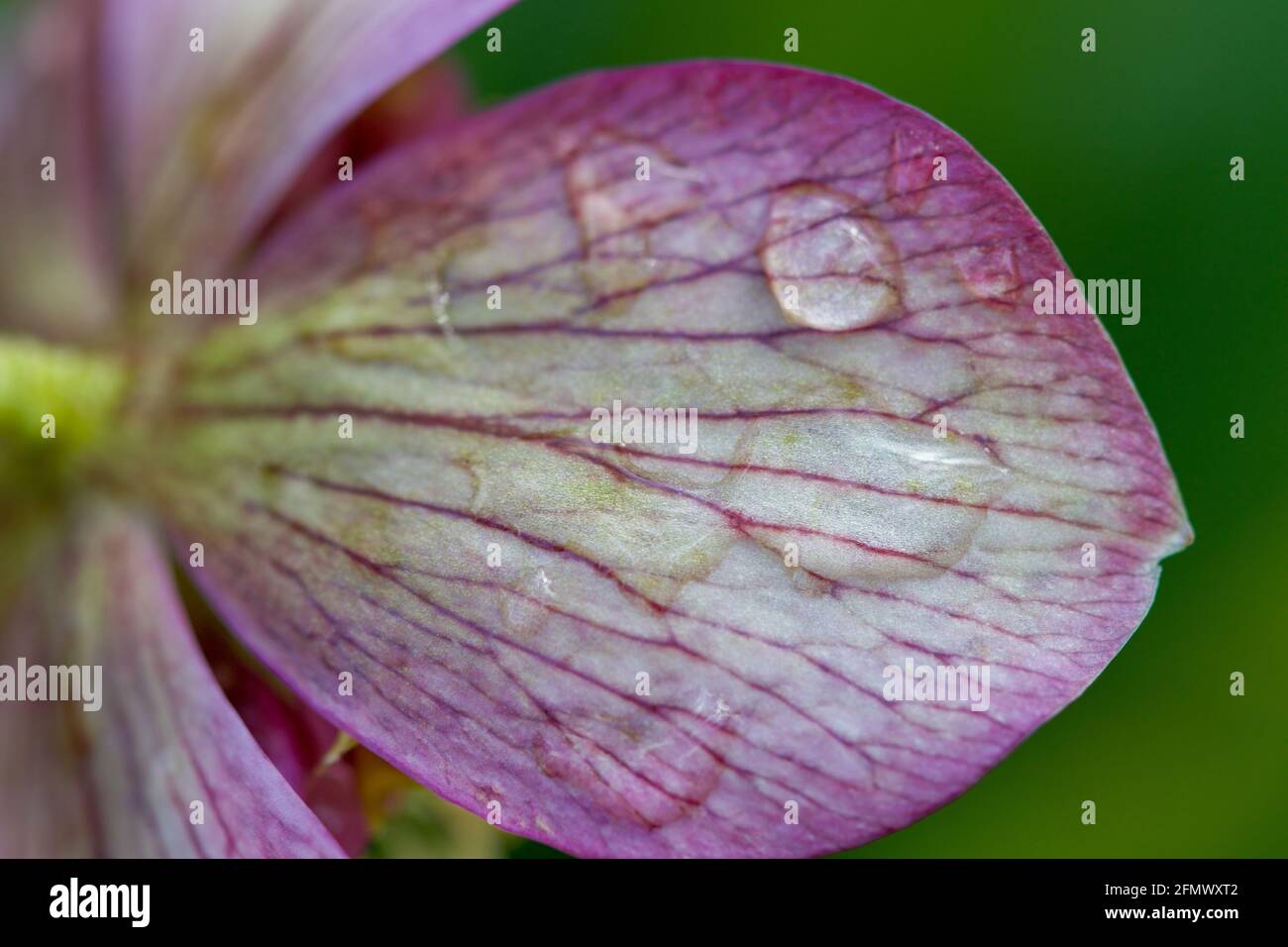 Pianta di hellebore nella pioggia nel giardino. Foto Stock