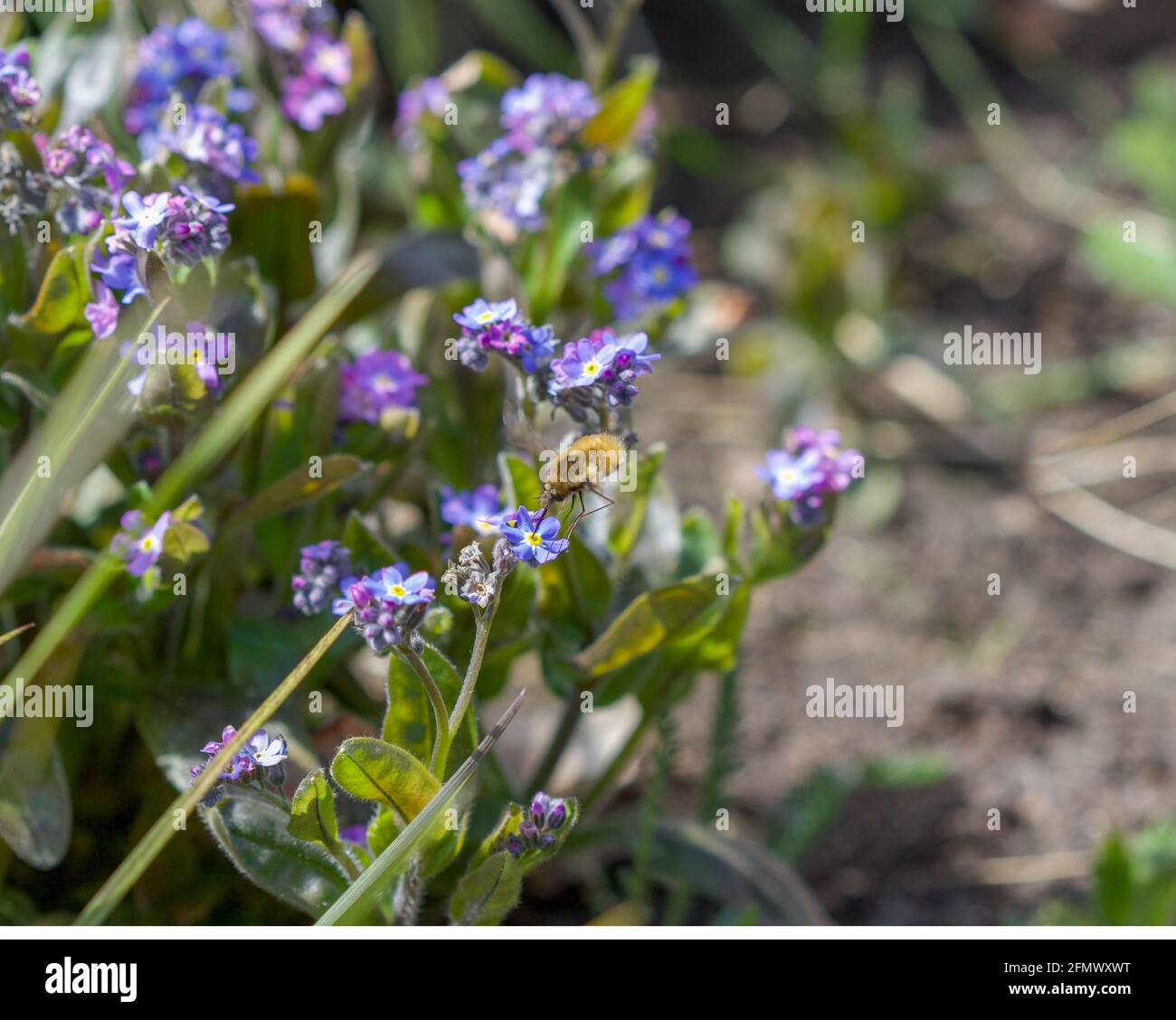 Un'ape di miele che raccoglie il polline da questi fiori viola. Foto Stock